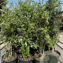 Quercus suber 150 cm container meerstammig