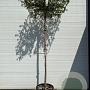 Quercus suber 12-14 HO container dakvorm 120 250 cm stam