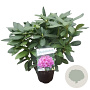 Rhododendron 'Delta' 30-40 cm 5,0L struik