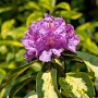 Rhododendron 'Goldflimmer' 40-50 cm 10L
