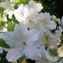 Rhododendron (AZ) 'Mary Helen' 20-25 cm 2,0L