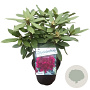 Rhododendron (P) 'Polarnacht' 30-40 cm 5,0L struik
