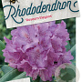 Rhododendron 'Roseum Elegans' 50-60 cm 10L