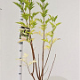 Salix nigra 125-150 cm 10L