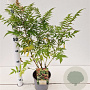 Sorbaria sorbif. 'Sem' 40-50 cm 2,5L