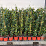 Trachelospermum jasminoides 80-100 cm 2,0L met stok gebonden