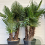 Trachycarpus fortunei GM container 3 stam solitair
