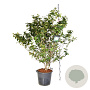 Viburnum carlcephalum 150-175 cm cont. 55L extra