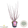 Cornus alba Miracle 40-60 cm 3,0L