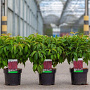 Cornus sericea 'Kelseyi' 30-40 cm 3,5L