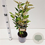 Elaeagnus ebb. 'Compacta' 30-40 cm 2,5L