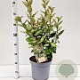 Elaeagnus ebb. 'Compacta' 60-70 cm 7,5L