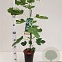 Ficus car. 'Brown Turkey' 40-50 cm rozenpot 3L