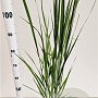 Panicum virgatum 'Northwind' 60-80 cm 2,5L