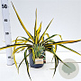 Yucca filamentosa 'Color Guard' 25-30 cm 2,5L