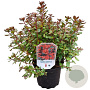 Azalea (J) 'Addy Wery' 20-25 cm 2,0L