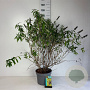 Buddleja davidii 'Magda's Gold Knight' 60-80 cm 10L