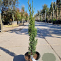 Cupressus semp. 'Totem' 60-80 cm 3,0L