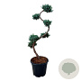 Juniperus chin. 'Blue Alps' 80 cm 15L bonsai