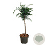 Juniperus chin. 'Blue Alps' 40 cm stam 5,0L