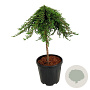Juniperus comm. 'Greenmantle' 60 cm stam 15L