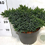 Juniperus squamata 'Blue Star' 30-40 cm 7,5L