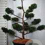 Juniperus virg. 'Grey Owl' 150-175 cm cont. 130L bonsai