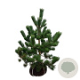 Pinus nigra 'Oregon Green' 80-100 cm met kluit extra