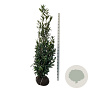 Prunus l. 'Caucasica' 175-200 cm met kluit extra