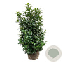 Prunus l. Kleopatra 150-175 cm met kluit extra