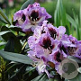 Rhododendron 'Pinguin' 60-70 cm 20L