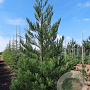 Sequoiadendron g. 'H. Mamm. Three' 250-300 cm cont. 230L solitair