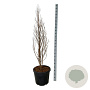 Taxodium dist. Lindsey's Skyward 150-175 cm cont. 55L extra