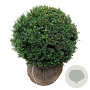 Taxus baccata 50-55 cm met kluit bol
