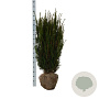 Taxus media 'Hicksii' 100-120 cm met kluit extra