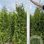 Thuja occ. 'Brabant' 160-180 cm met kluit