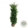 Thuja occ. 'Brabant' 180-200 cm met kluit extra
