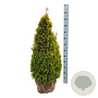Thuja occ. Golden Smaragd 80-100 cm met kluit extra