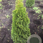 Thuja occ. 'Smaragd' 100-120 cm met kluit