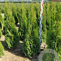 Thuja occ. 'Smaragd' 100-120 cm met kluit