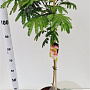 Albizia julibr. Ombrella 125-150 cm 10L