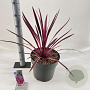 Cordyline aus. Pink Passion 70-80 cm 12L