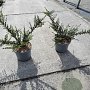 Cotoneaster horizontalis 40-60 cm 5,0L