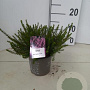 Erica darl. 'Spring Surprise' 10-12 cm P12