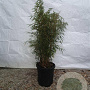 Fargesia robusta 'Campbell' 100-125 cm 15L