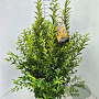 Forsythia int. Minigold 100-120 cm 10L