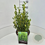 Griselinia littor. Green Horizon 40-50 cm 10L
