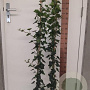 Hedera hibernica 100-125 cm 2,0L