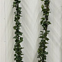 Hedera hibernica 175-200 cm 3,0L