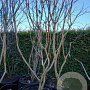 Heptacodium miconioides 200-250 cm cont. 110L solitair